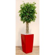 Ficus benjamina impletit koker 33/140 cm in Lechuza cubico 40 x 75 cm